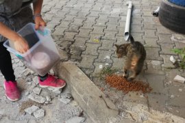 Ardeşen'de Sokak Hayvanları Unutulmadı