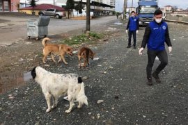Pazar'da Sokak Hayvanları Unutulmadı