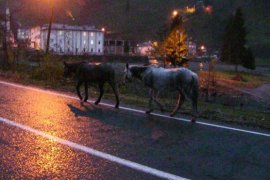 Gürcistan Sınırını Geçen Atların Durumu İçler Acısı