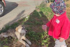 Ardeşen'de Sokak Hayvanları Unutulmadı