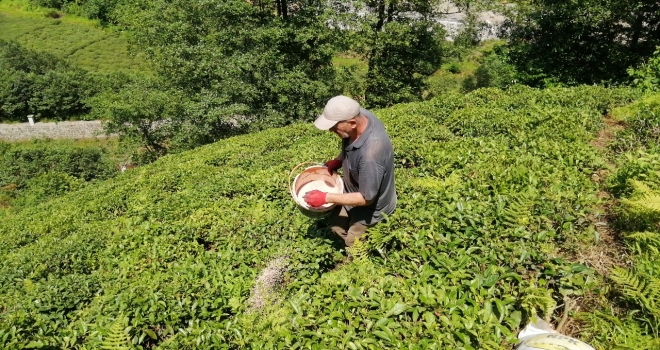Çay Üreticisi Gübre İçin Bahçeye Girdi