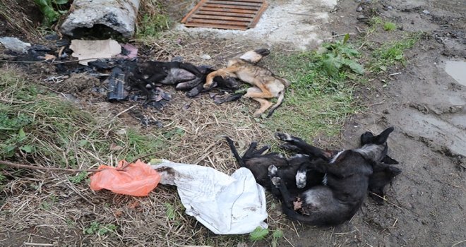Rize'de VİCDANSIZLIK..! 5 Köpek Çöpte Ölü...